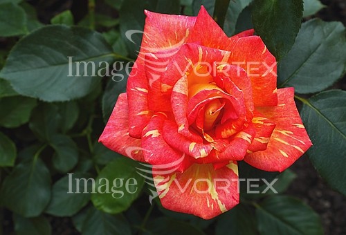 Flower royalty free stock image #808849329