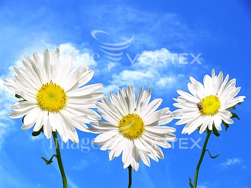 Flower royalty free stock image #810105466