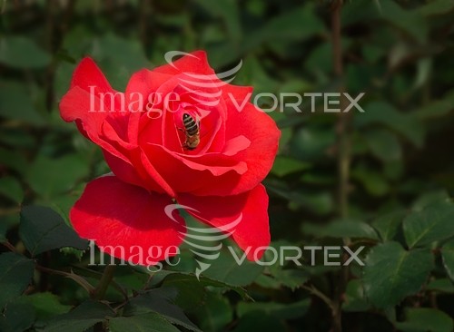 Flower royalty free stock image #810607892