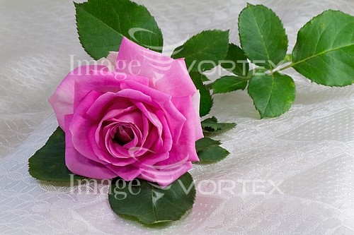 Flower royalty free stock image #810683904