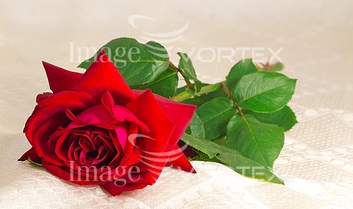 Flower royalty free stock image #810670277
