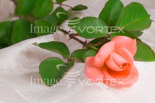 Flower royalty free stock image #810694061