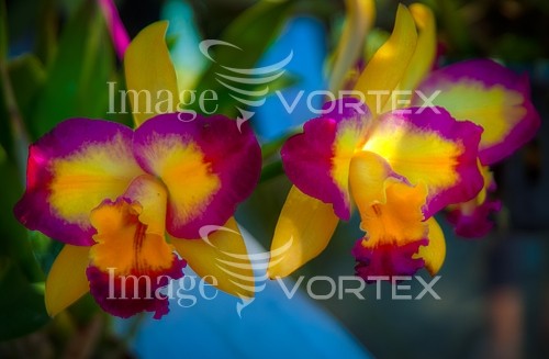 Flower royalty free stock image #814154252