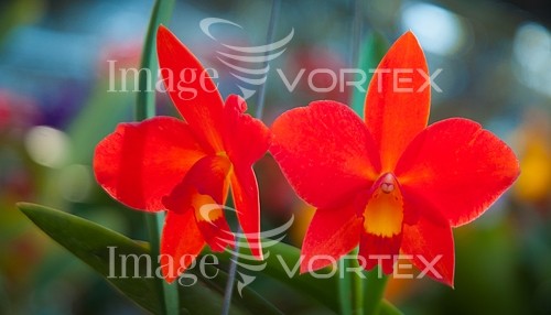 Flower royalty free stock image #814185685