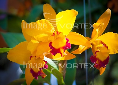 Flower royalty free stock image #814208579