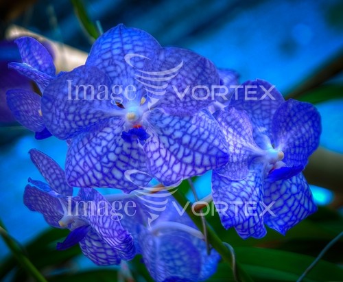 Flower royalty free stock image #814216379