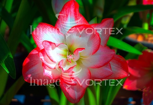 Flower royalty free stock image #814362185