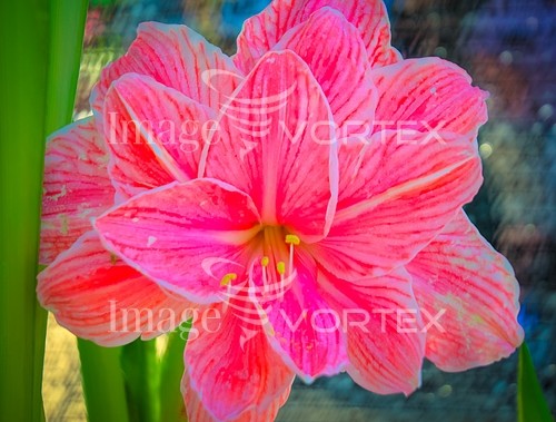 Flower royalty free stock image #814441667