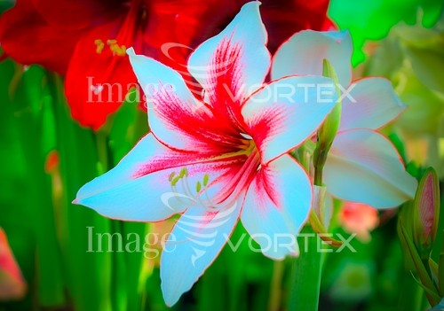 Flower royalty free stock image #814477376