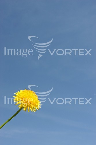 Flower royalty free stock image #815312040