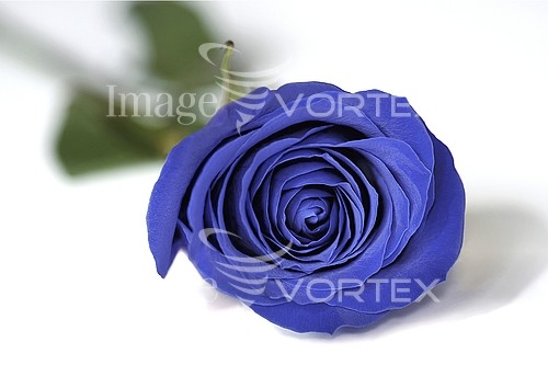 Flower royalty free stock image #816017093