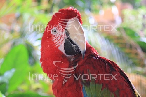Bird royalty free stock image #816212542