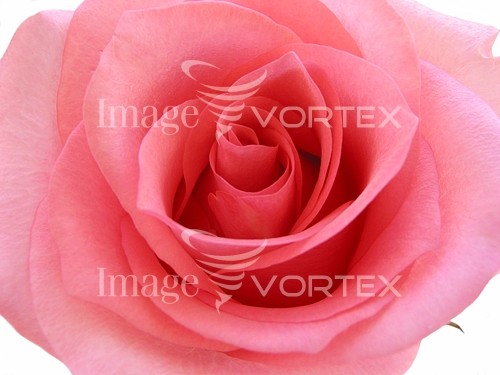 Flower royalty free stock image #817104666