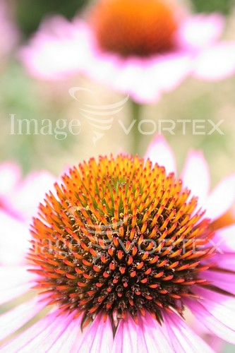 Flower royalty free stock image #819123459
