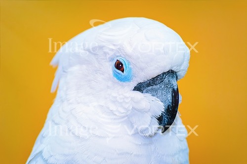 Bird royalty free stock image #821686151