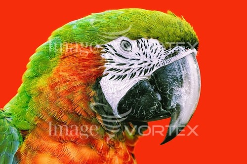 Bird royalty free stock image #821691217