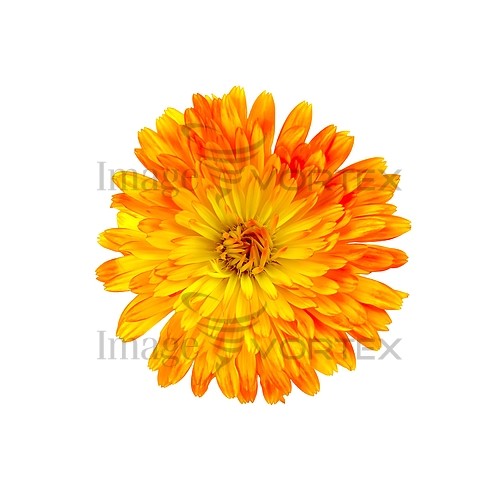 Flower royalty free stock image #825123220