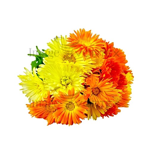 Flower royalty free stock image #825141214