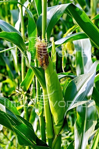 Industry / agriculture royalty free stock image #825462027