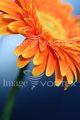 Flower royalty free stock image #825927780