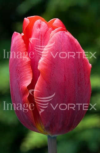 Flower royalty free stock image #827717623