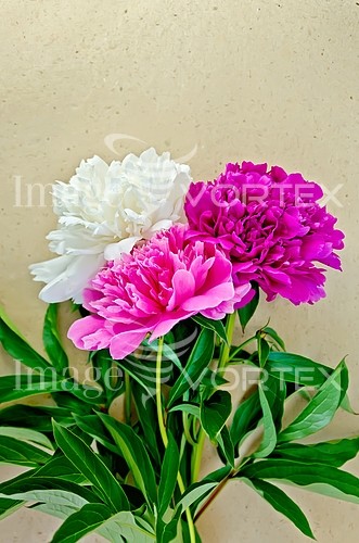 Flower royalty free stock image #829705174