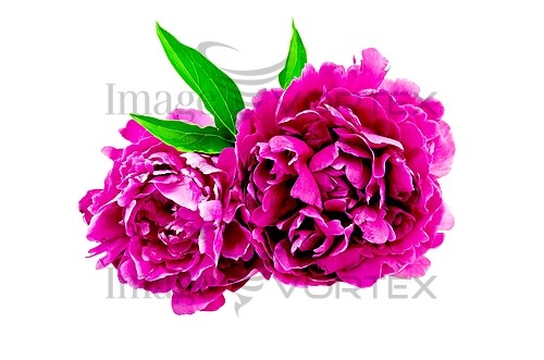 Flower royalty free stock image #829690720