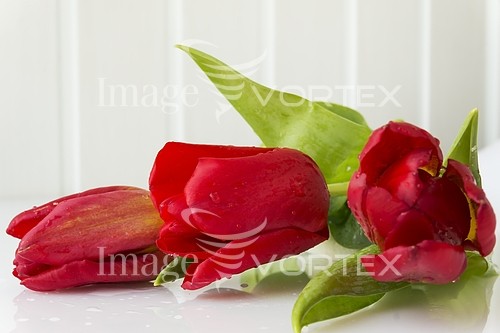 Flower royalty free stock image #829981275