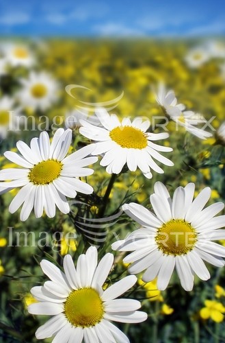 Flower royalty free stock image #831496527