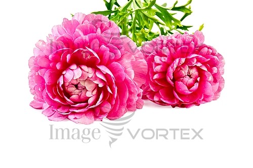 Flower royalty free stock image #831082000