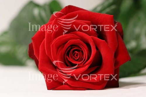 Flower royalty free stock image #831875643