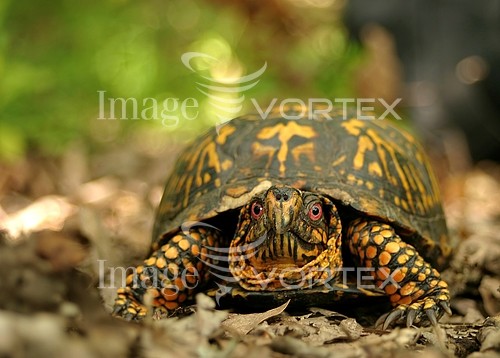 Animal / wildlife royalty free stock image #832715251