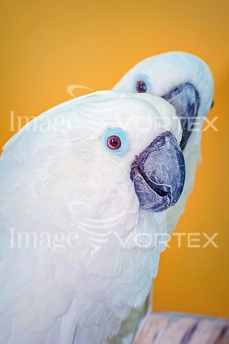 Bird royalty free stock image #835977682
