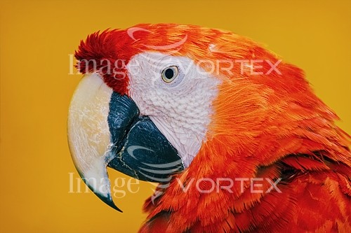 Bird royalty free stock image #835955458