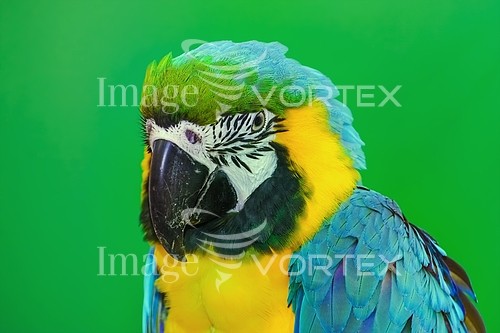 Bird royalty free stock image #835965914