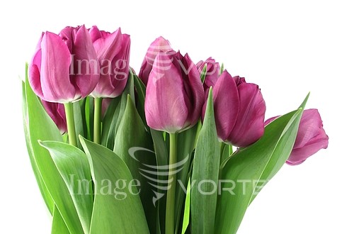 Flower royalty free stock image #835938832