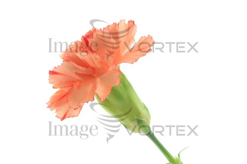 Flower royalty free stock image #837676424