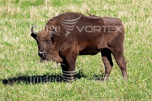 Animal / wildlife royalty free stock image #838688185