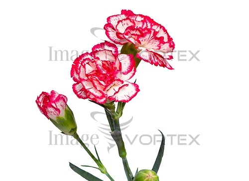 Flower royalty free stock image #839025854