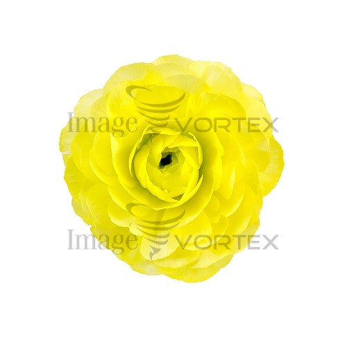 Flower royalty free stock image #846878252