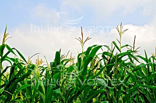 Industry / agriculture royalty free stock image #846375683