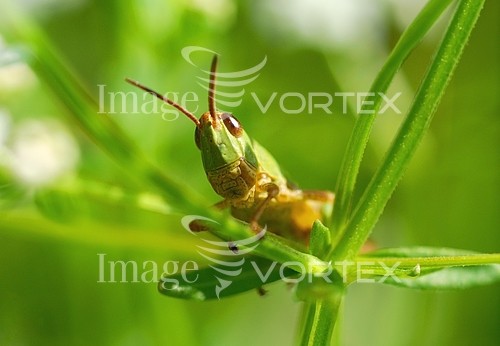 Insect / spider royalty free stock image #846986392