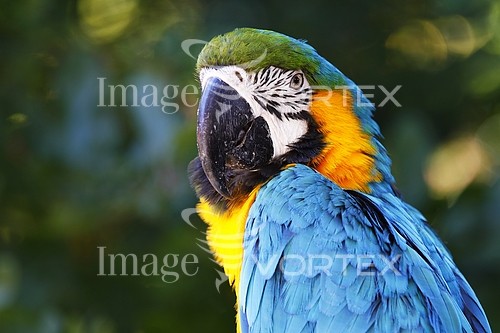 Bird royalty free stock image #847859193