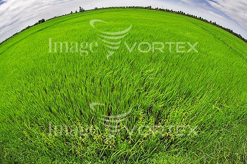 Background / texture royalty free stock image #850892925