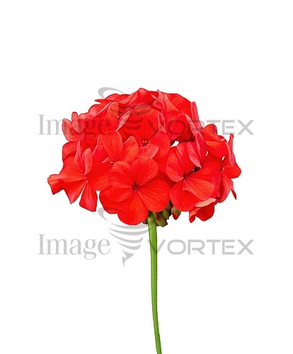Flower royalty free stock image #853417615