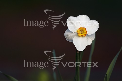 Flower royalty free stock image #862080519