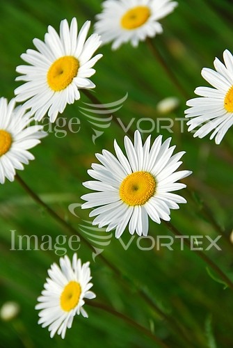 Flower royalty free stock image #864522834