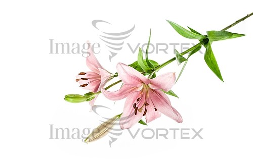 Flower royalty free stock image #864862253