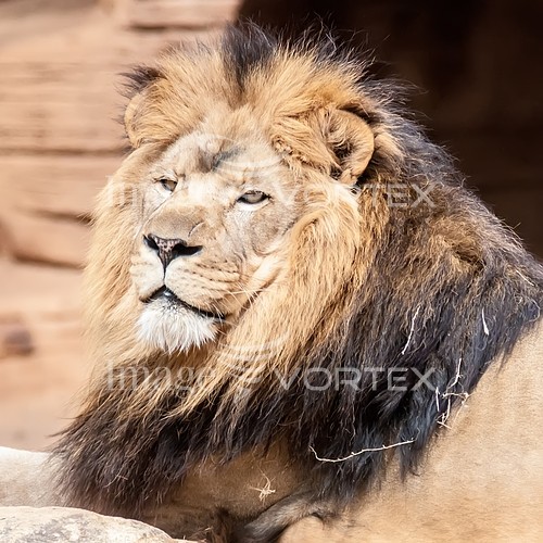 Animal / wildlife royalty free stock image #864140714