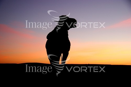 Animal / wildlife royalty free stock image #865209102